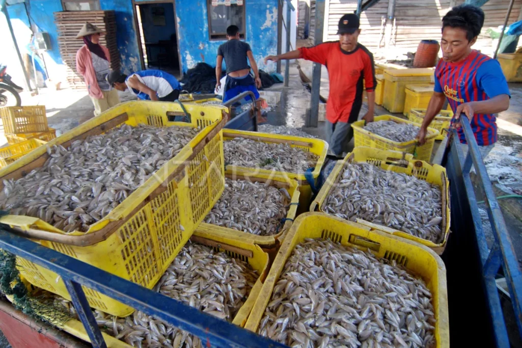 harga ikan laut naik aym6 dom